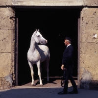 Picture of Saher, German Arab stallion at stone stable doorway at marbach,. 