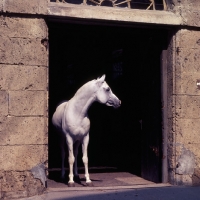 Picture of Saher, German Arab stallion in stone stable doorway at marbach