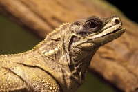 Picture of sailfin lizard, portrait