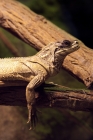 Picture of sailfin lizard resting on a branch