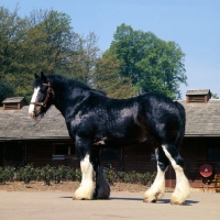 Picture of sailor, shire horse at courage shire horse centre