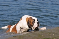 Picture of Saint Bernard climbing out of water