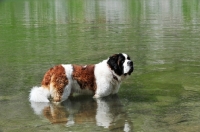 Picture of Saint Bernard cooling down