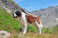 Picture of Saint Bernard dog in Swiss Alps (near St, Bernard Pass)