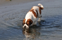 Picture of Saint Bernard drinking water