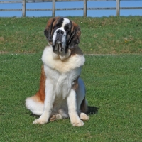 Picture of Saint Bernard, front view