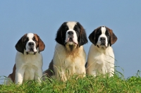 Picture of Saint Bernard group