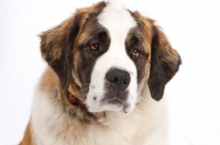 Picture of Saint Bernard head shot