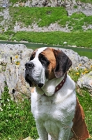 Picture of Saint Bernard head study