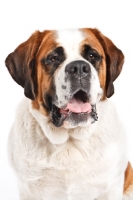 Picture of Saint Bernard in studio