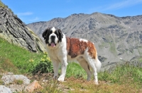 Picture of Saint Bernard in Swiss Alps (near St, Bernard Pass)