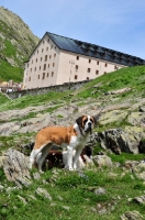 Picture of Saint Bernard in Swiss Alps (near St, Bernard Pass)