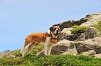 Picture of Saint Bernard in Swiss Alps (near St, Bernard Pass)