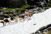 Picture of Saint Bernard in Swiss Alps (near St, Bernard Pass)