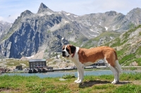 Picture of Saint Bernard in Swiss Alps (near St, Bernard Pass)