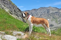 Picture of Saint Bernard in Swiss Alps (near St, Bernard Pass)