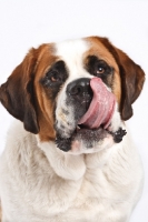 Picture of Saint Bernard licking lips