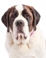 Picture of Saint Bernard looking serious