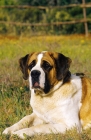 Picture of Saint Bernard lying down on grass