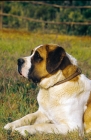 Picture of Saint Bernard lying down on grass, looking ahead