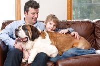 Picture of Saint Bernard lying on top of a man and boy