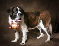 Picture of Saint Bernard on brown background