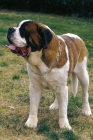 Picture of Saint Bernard on grass