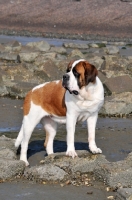 Picture of Saint Bernard on rocks