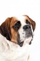 Picture of Saint Bernard portrait in studio