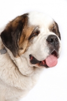 Picture of Saint Bernard portrait on white background