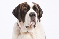 Picture of Saint Bernard portrait on white background