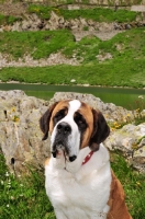 Picture of Saint Bernard portrait taken in the Alps