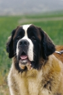 Picture of saint bernard portrait