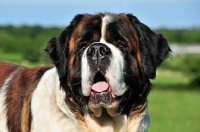 Picture of Saint Bernard portrait