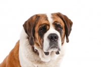 Picture of Saint Bernard portrait