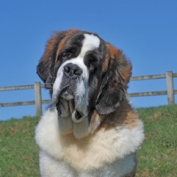 Picture of Saint Bernard portrait