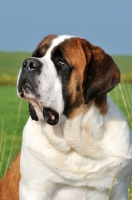 Picture of Saint Bernard portrait