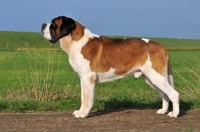 Picture of Saint Bernard posed side view