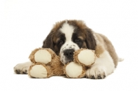 Picture of Saint Bernard pup resting on cuddly toy