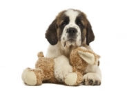 Picture of Saint Bernard pup with cuddling toy