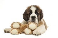 Picture of Saint Bernard pup with cuddly toy