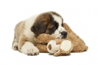 Picture of Saint Bernard pup with cuddly toy