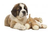 Picture of Saint Bernard pup with cuddly toy