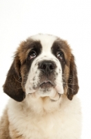 Picture of Saint Bernard puppy looking up, on white background