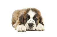 Picture of Saint Bernard puppy lying down on white background