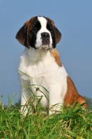 Picture of Saint Bernard puppy on grass