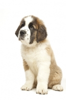 Picture of Saint Bernard puppy on white background, looking up