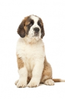 Picture of Saint Bernard puppy on white background