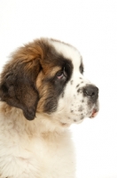 Picture of Saint Bernard puppy portrait
