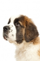 Picture of Saint Bernard puppy, portrait